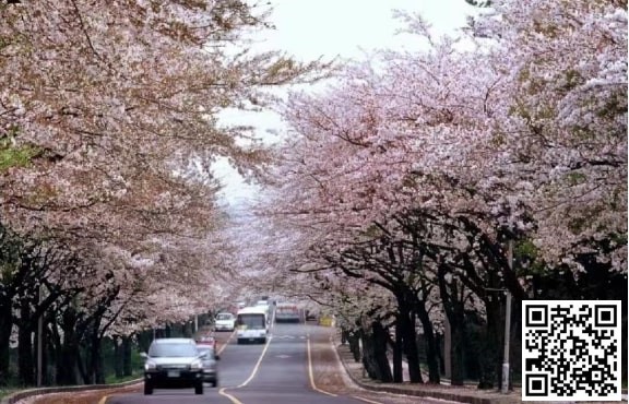 【EV撲克】WPT韩国 | 樱你而来 赴春之约 济州岛游玩攻略之看樱花篇